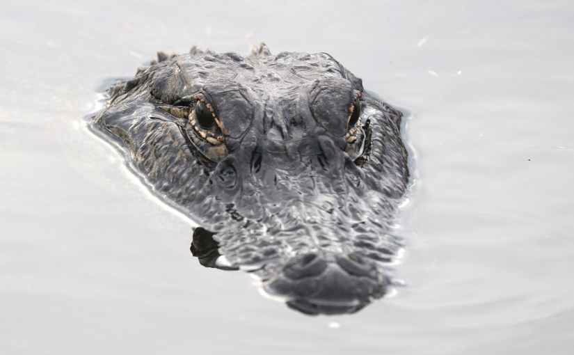 BOYD REVISITED:  LESSONS FROM AN APEX&nbsp;PREDATOR